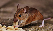 Find Exterminators in Benson County